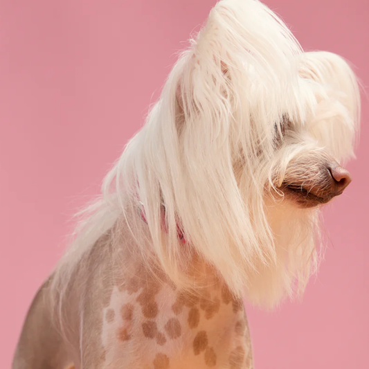 Woof - Healthy Corde