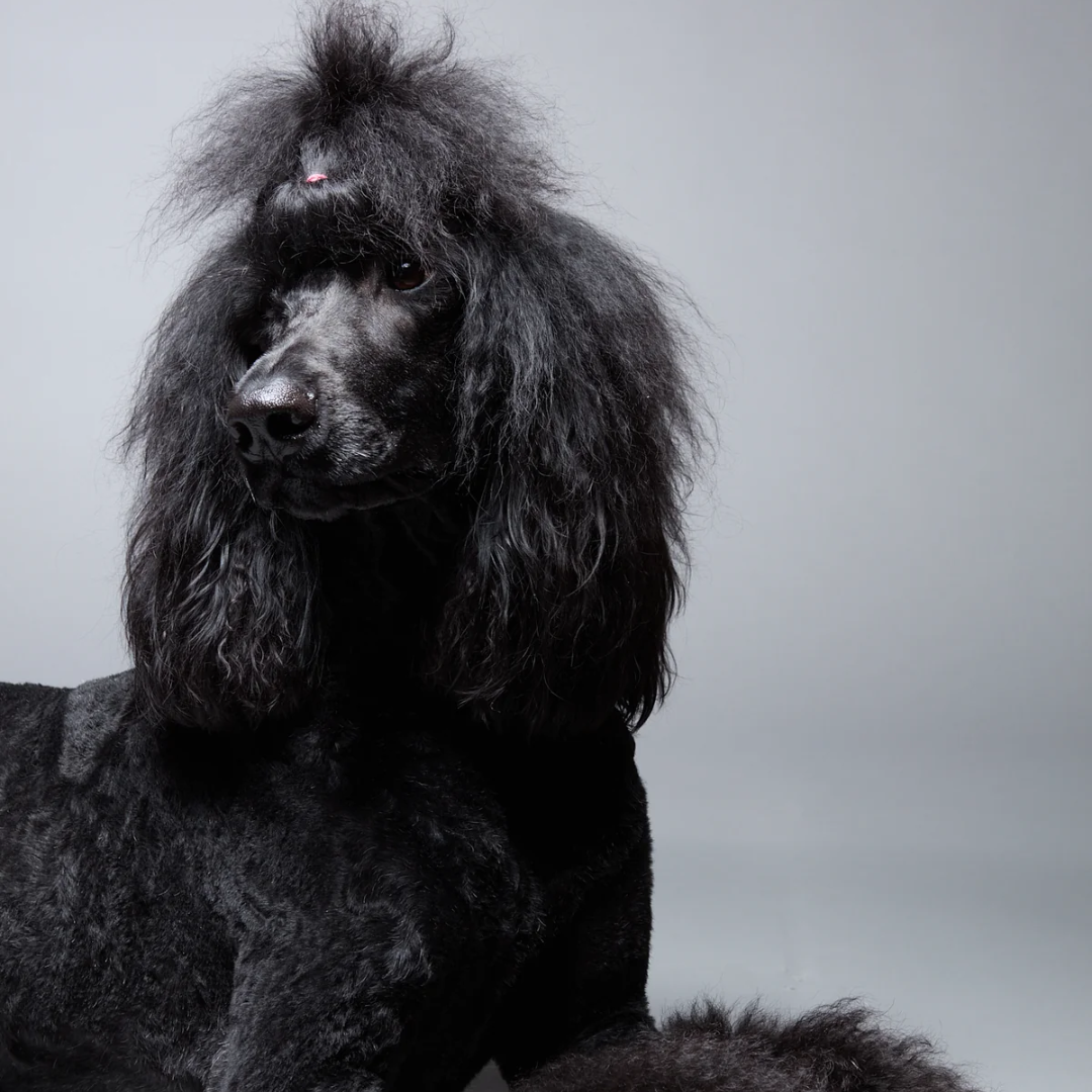 Woof - Healthy Corde