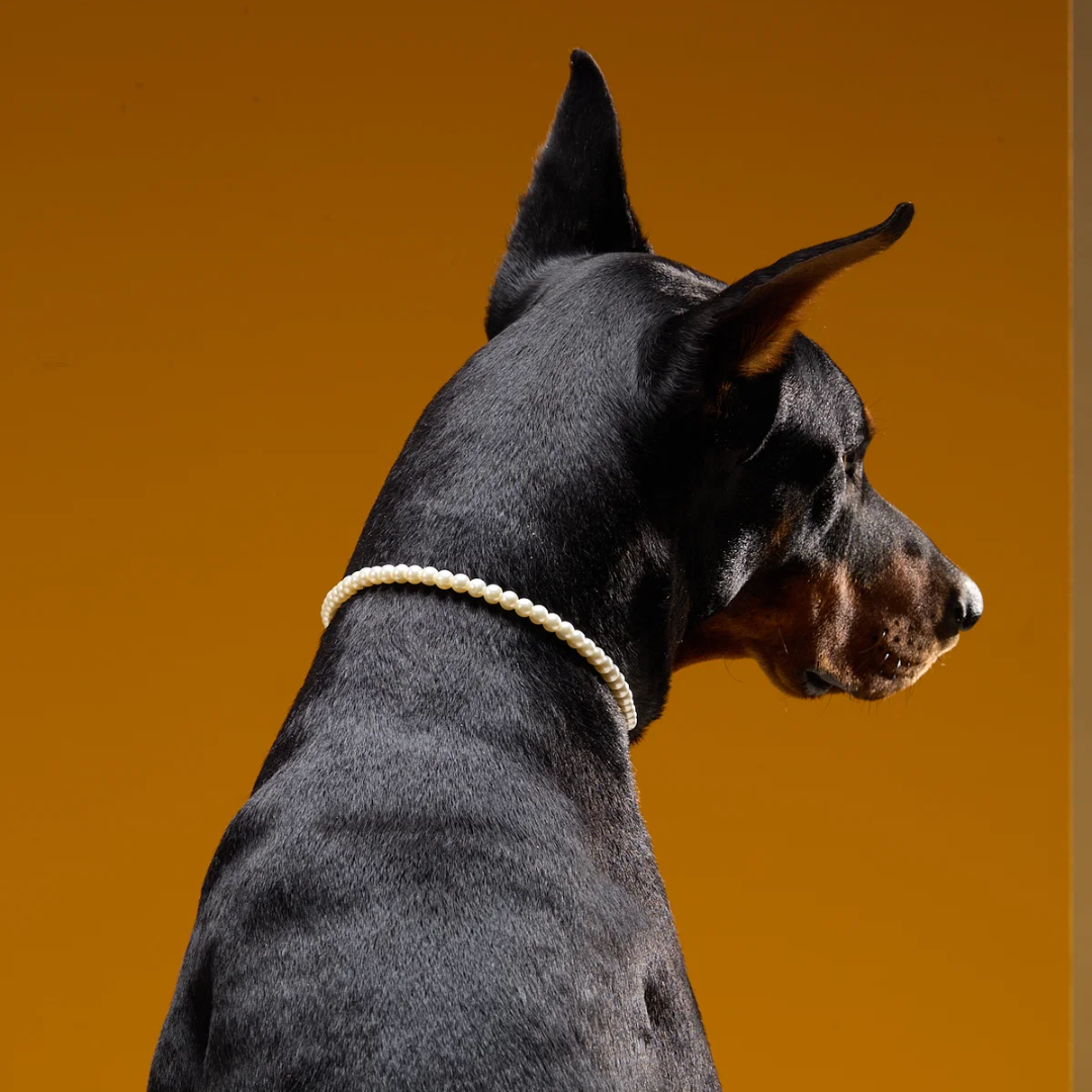 Woof - Healthy Corde